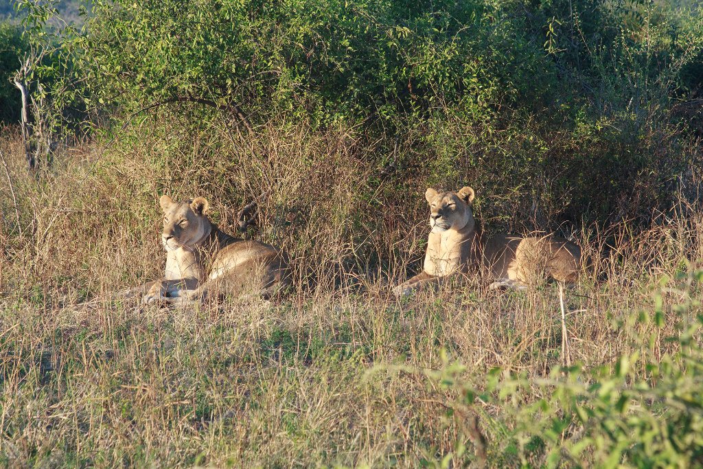 06-A pack of lions.jpg - A pack of lions